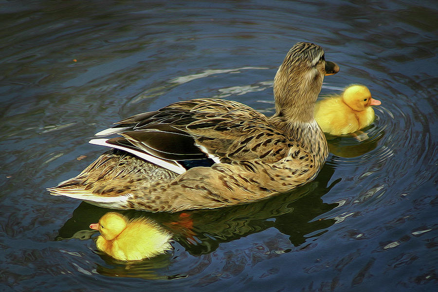 Duck and Ducklings Photograph by Soroush Mostafanejad - Fine Art America