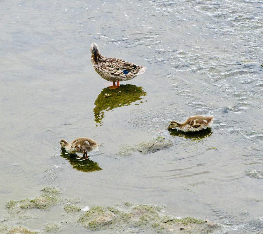 Duck and ducklings Photograph by Stephanie Moore
