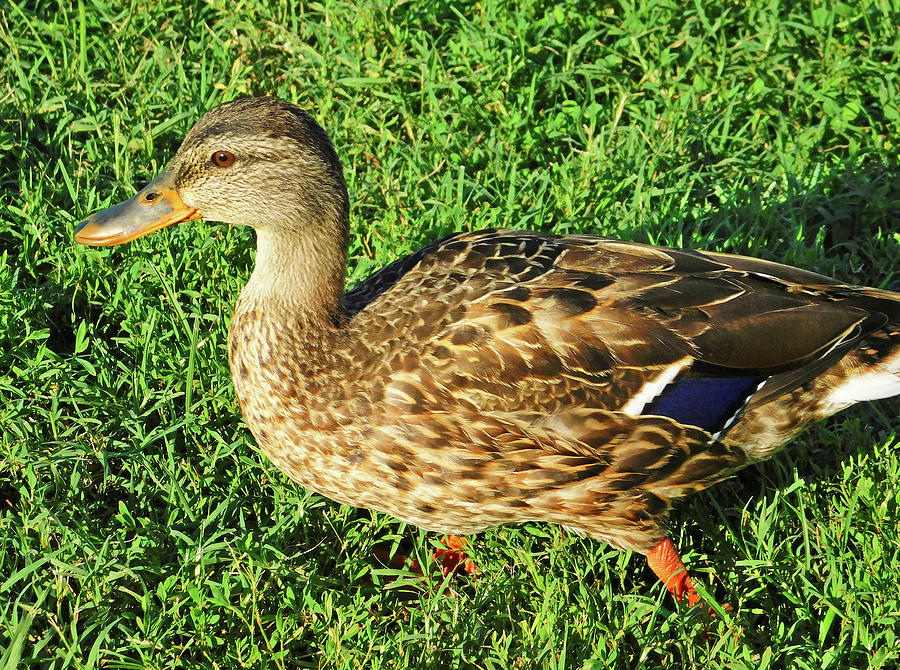 Duck Photograph - Duck at Dangerfield Island VA by Emmy Marie Vickers