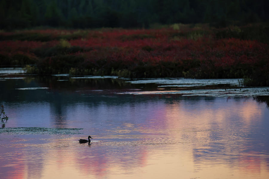 Duck at Sunset Photograph by Brook Burling