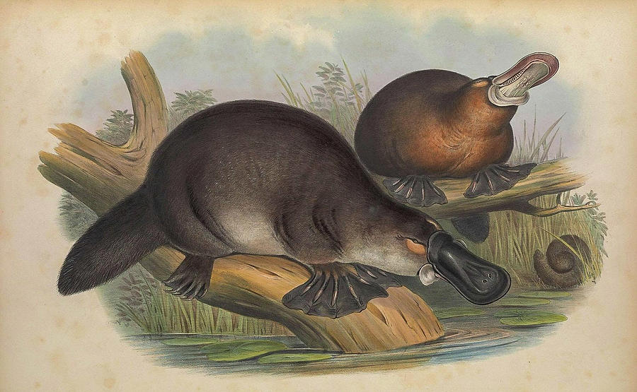 Duck Billed Platypus Drawing by John Gould