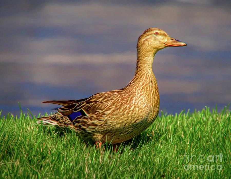 Duck By The Lake Photograph by Mel Steinhauer
