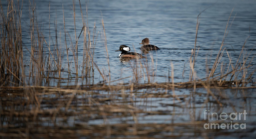 Duck Call - Hooded Merganser  Photograph by Dale Powell