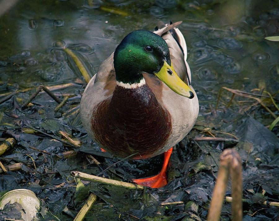 Duck Photograph - Duck Close Up by Watto Photos