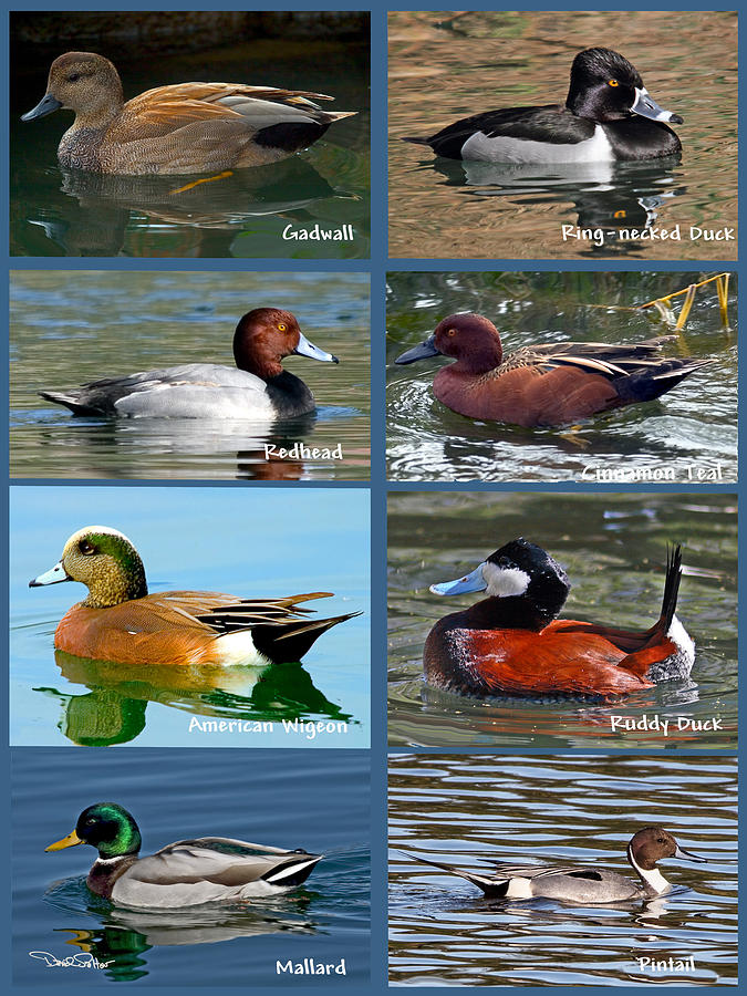 Duck Collage Photograph by David Salter