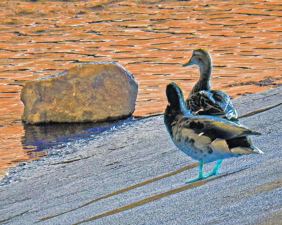 Duck Couple Colored Photograph by Andrew Lawrence