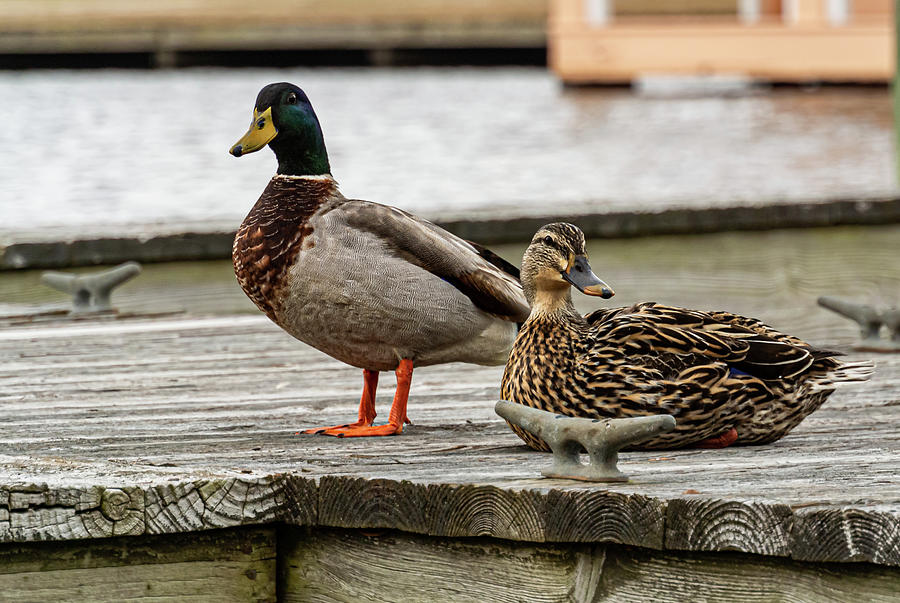 Duck Couple Photograph by Rick Nelson