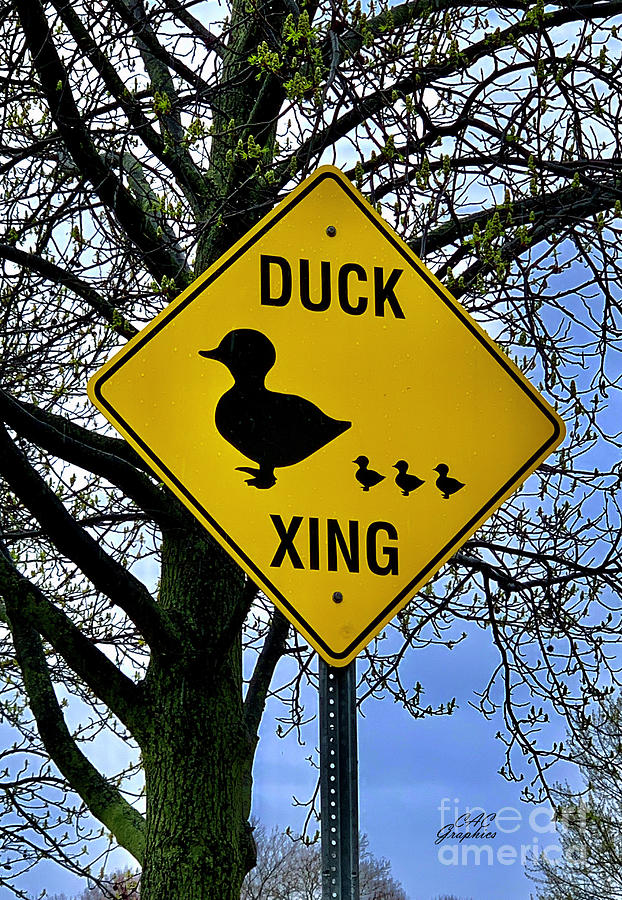 Duck Crossing  Photograph by CAC Graphics