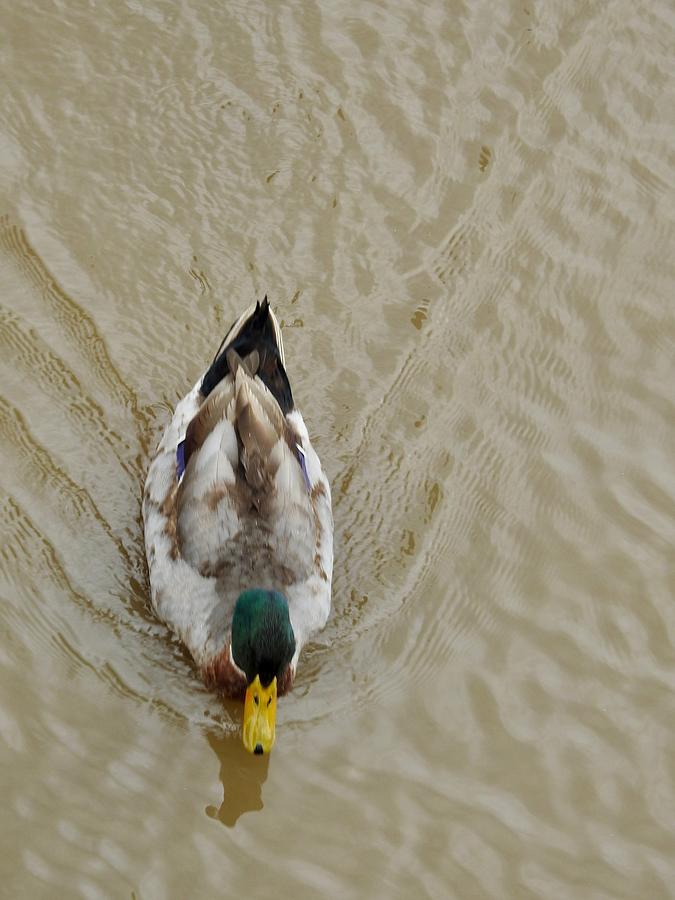 Duck Design Photograph by Kathy Ozzard Chism