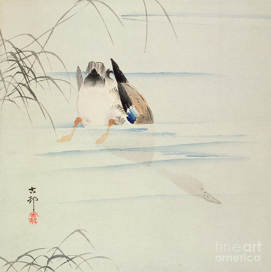 Duck Diving by Ohara Koson Painting by Ohara Koson