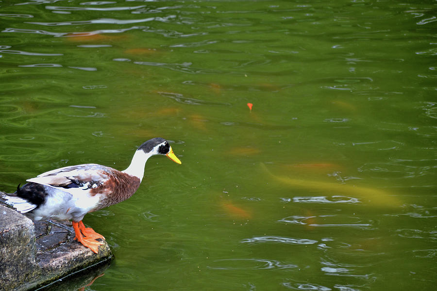Duck Photograph - Duck Dreams by Jamart Photography