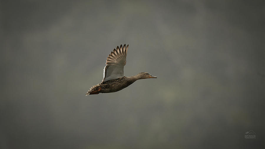 Duck duck go Photograph by Bill Posner