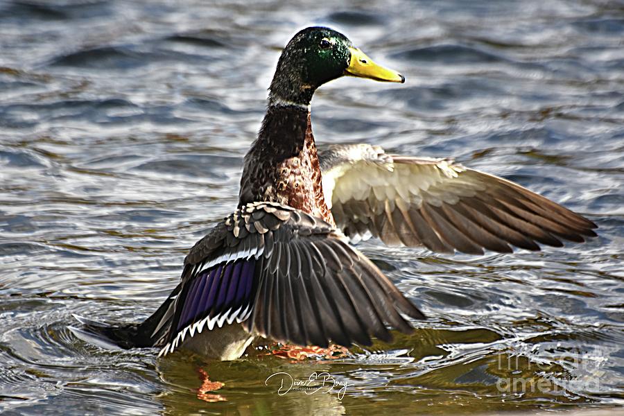 Duck Duck Goose Photograph