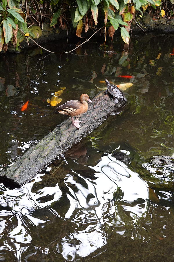 Duck, Duck, Turtle Photograph by Annika Farmer