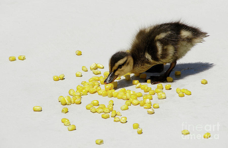 Snack Time for a Baby Duck Photograph by Michele Burgess