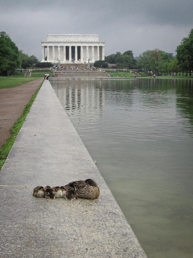 Duck Family and the Lincoln Memorial Washington DC Photograph by Mary Lee Dereske