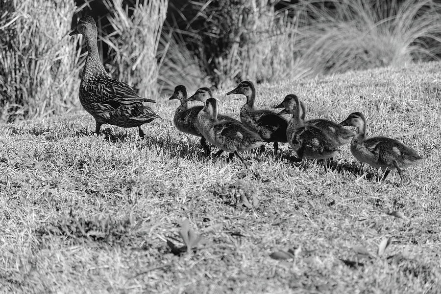 Bird Photograph - Duck Family Black And White by Christopher Mercer