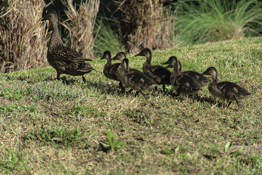 Duck Family Photograph by Christopher Mercer