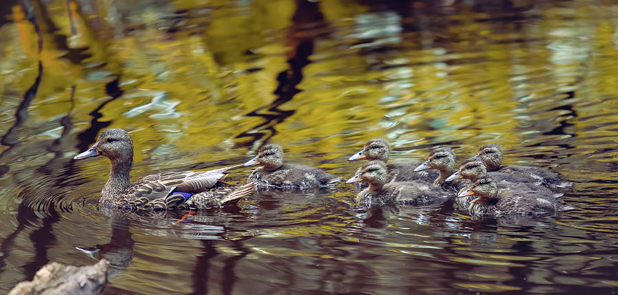 Duck Family Photograph by Michael Rauwolf