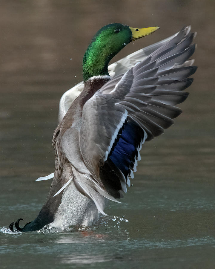 Duck fan Photograph by Wade Aiken