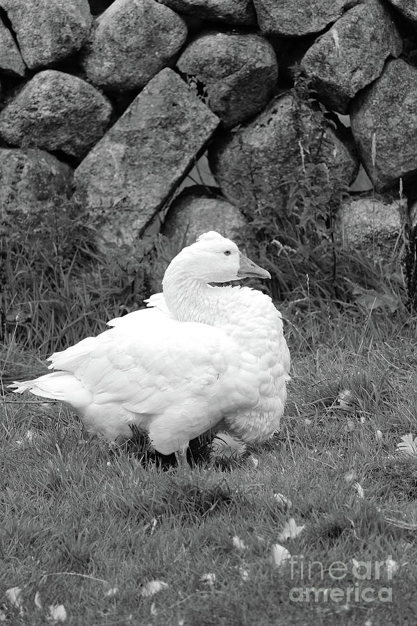 Duck Feathers Stone Wall Vert bw Photograph by Eddie Barron