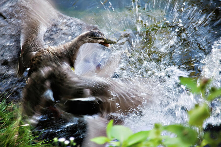 Duck fighting Photograph by Tatiana Travelways Duck fighting Photograph by Tatiana Travelways