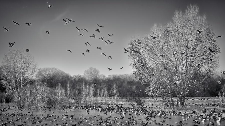Duck Flight Black and White Photograph by Allan Van Gasbeck