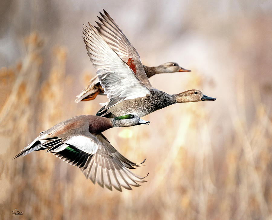 Duck Flyaway Photograph