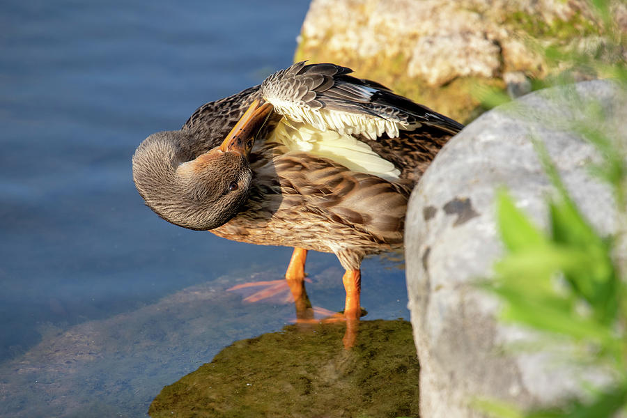 Duck Grooming Photograph