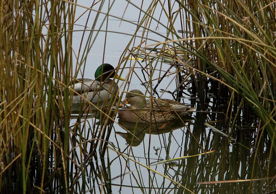 Duck Haven Photograph By Kathy Bassett - Fine Art America