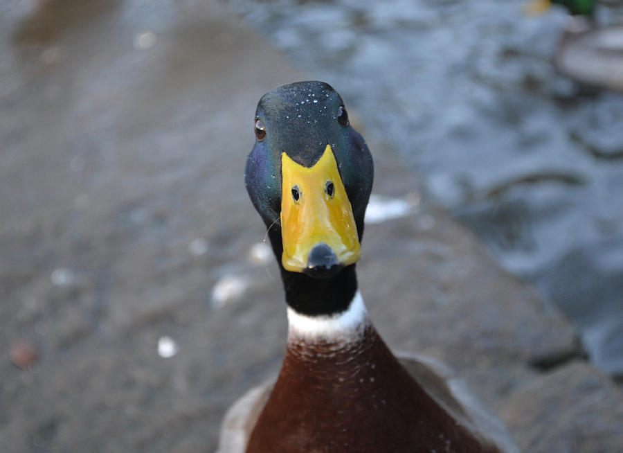 Duck head Photograph by Neil Owen