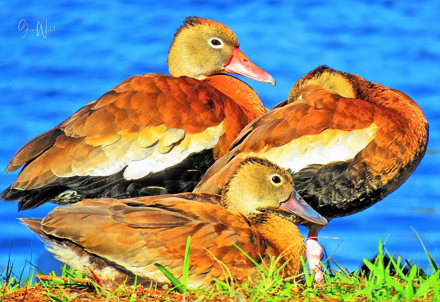 Duck Huddle Photograph by Gina Welch - Fine Art America