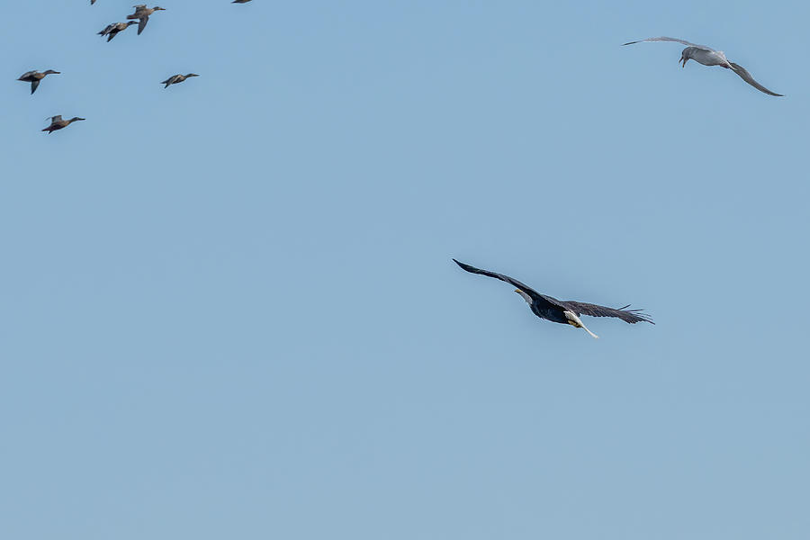 Duck Hunter with Gull Photograph by Timothy Anable - Fine Art America