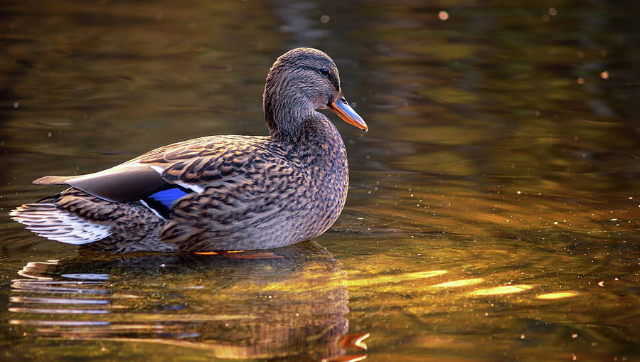 Duck In A Pond Photograph