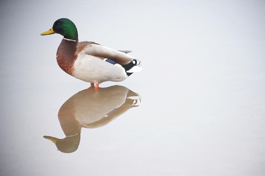 Duck in a Puddle Photograph by Sean Hannon