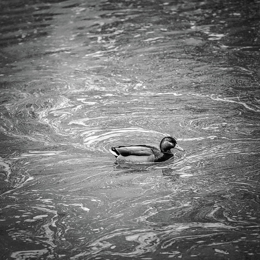 duck in creek BW Photograph by Leif Sohlman