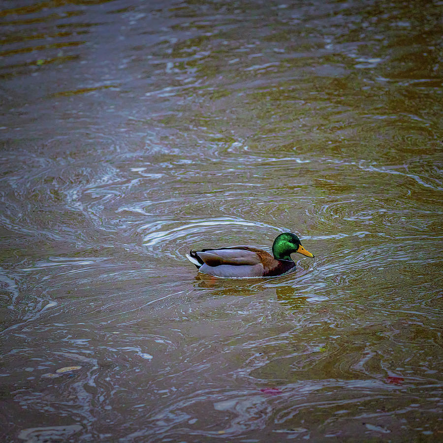 Duck in creek #k5 Photograph by Leif Sohlman