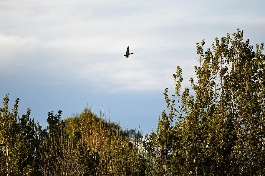 Duck in flight Photograph by Doucelin74