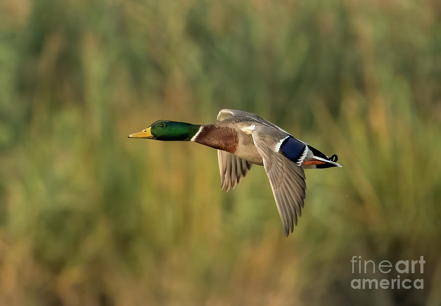 Duck in Flight Photograph by Sam Rino