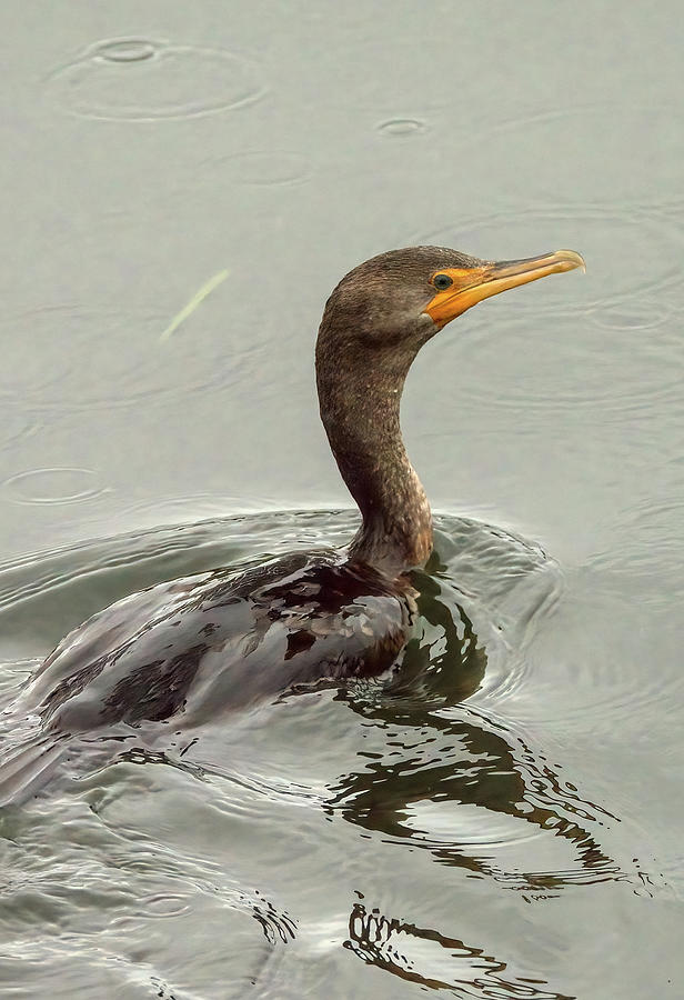 Cormorant in glossy water Photograph by Greymont Images - Fine Art America