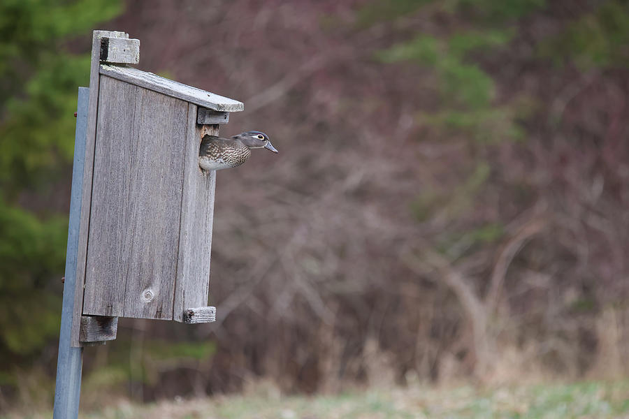 Duck in Nest Box Photograph by Brook Burling