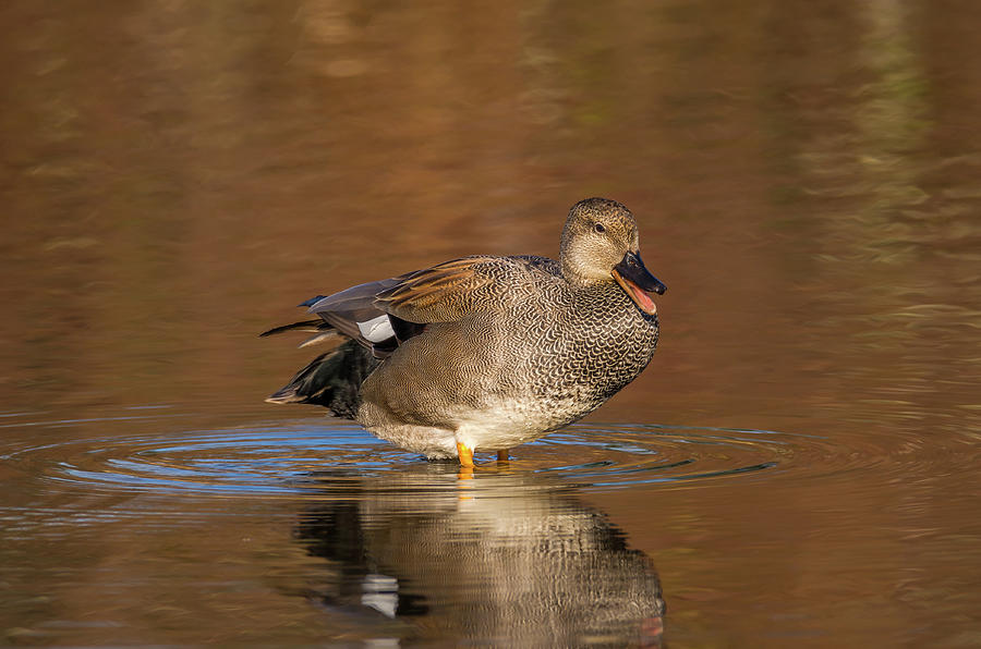 Duck In Shallow Water Photograph
