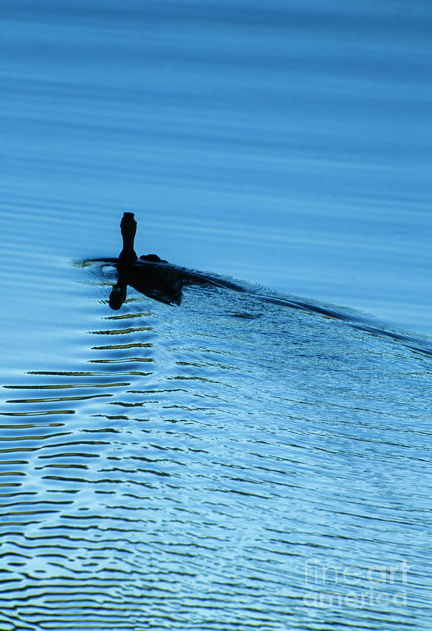 Duck in silhouette makes ripples on a lake in Maryland USA Photograph by William Kuta