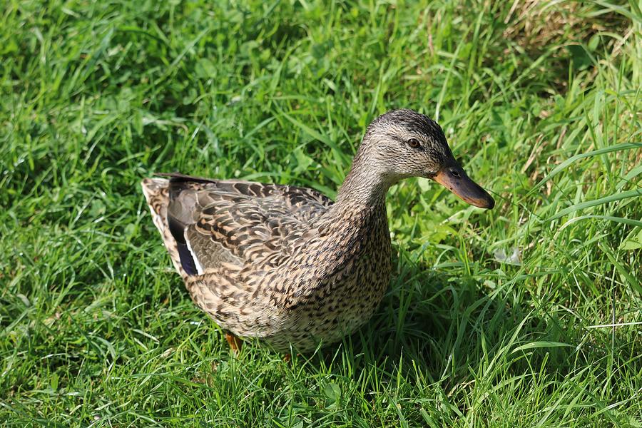 Duck in the Grass Photograph by Michaela Perryman - Fine Art America