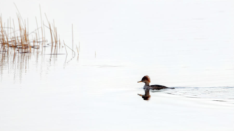 Duck in the Lake Photograph by Al  Mueller