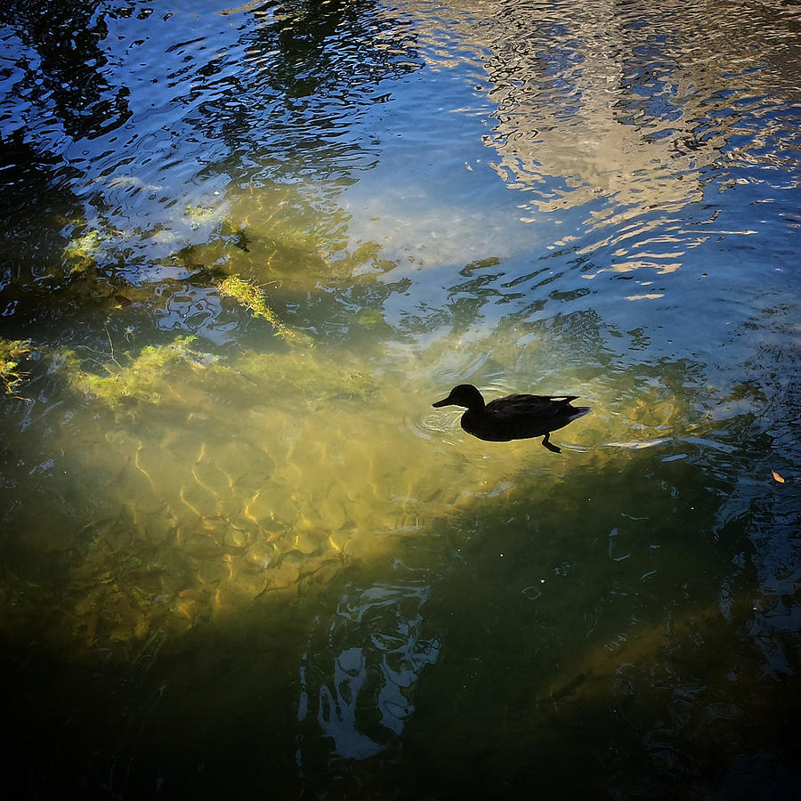duck in the light, Slovenia Photograph by Joelle Philibert