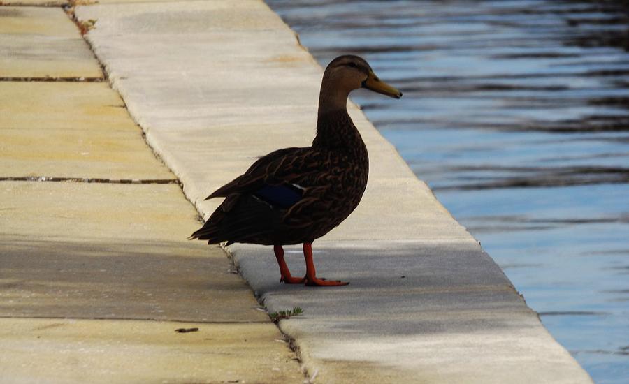 Duck In The Shade Photograph