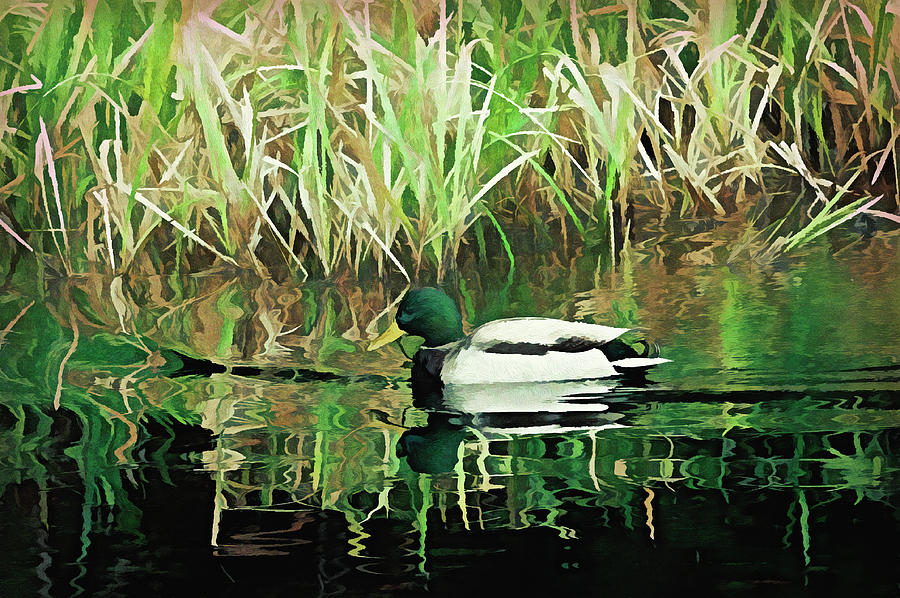 Duck in Water PhotoArt Digital Art by Sharon Talson
