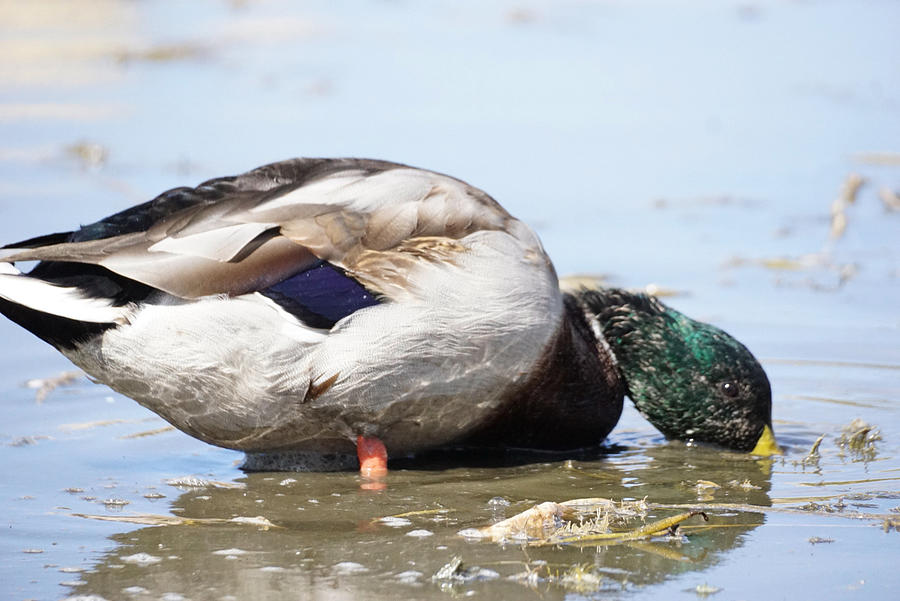 Duck-ing Photograph by Ralph Torres - Fine Art America