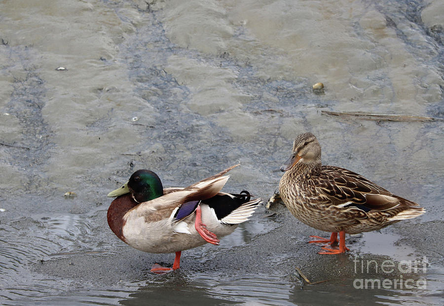 Palo Alto Photograph - Duck Mates by Suzanne Luft
